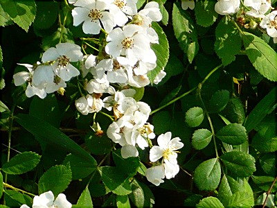 野ばらの花