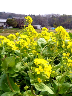 菜の花