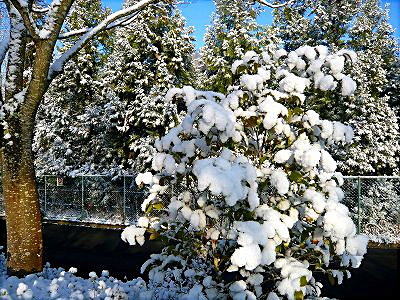 けやき公園から森の雪を写す