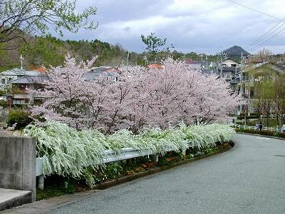 さくらと雪柳