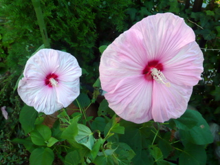 二連星　アメリカン芙蓉