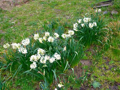 白い水仙の花