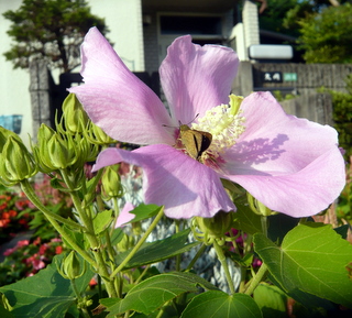 道路の芙蓉