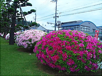 三菱電機の平戸ツツジ