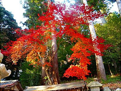 三輪神社の紅葉