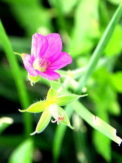 見知らぬピンクの花