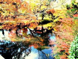 池の紅葉