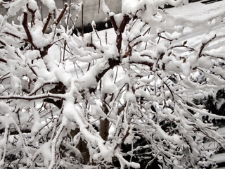 モクレンに積もった雪