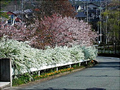 雪柳と桜