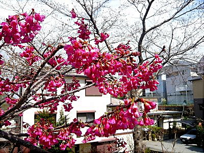 ひかん桜