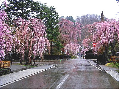 武家屋敷の桜