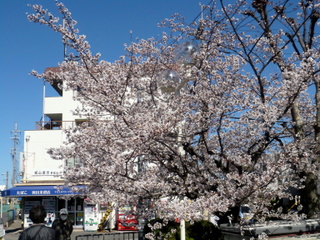 桜井の桜