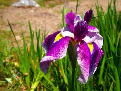 花ショウブ