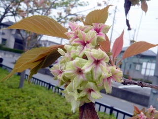 ミドリの桜