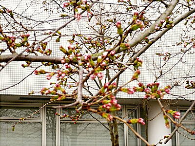 開花寸前の桜