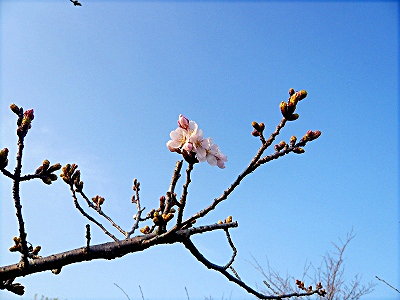 今朝の桜