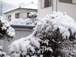 玄関先の雪