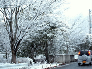 街路樹の雪