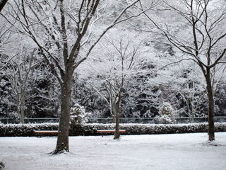 けやき公園の雪