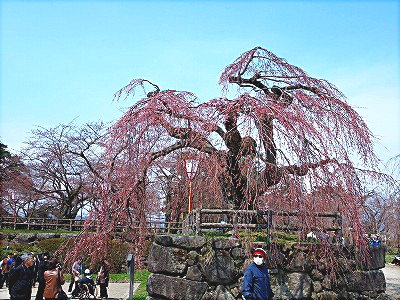 枝垂桜