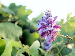 葛の花　早朝