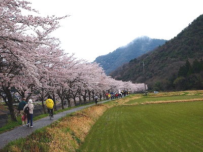 桜回廊-1