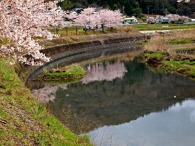 桜回廊-2