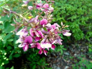 萩の花