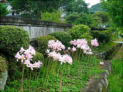 ネリネの花の群れ