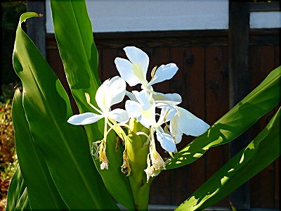 しょうがの花