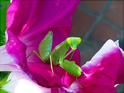 カマキリ　大