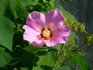 ふようの花