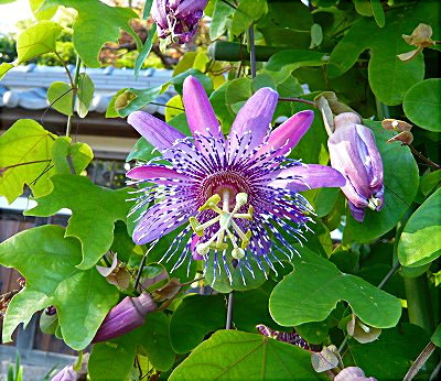 未知の花