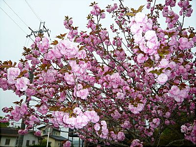 八重桜-2