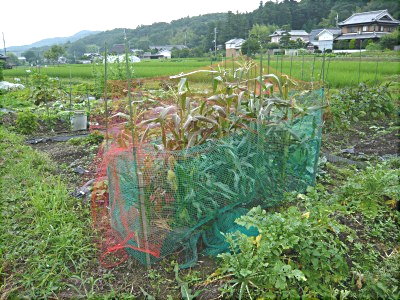 トウモロコシの防鳥ネット