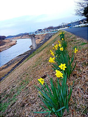 土手の水仙