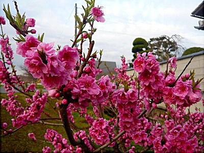 桃の花