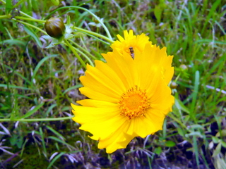 オオキンケイ菊の花