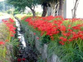 満開の彼岸花