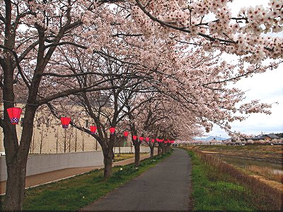 満開の桜