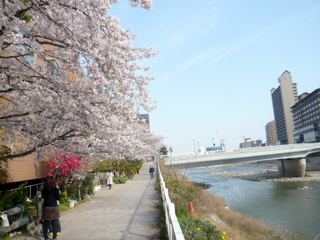 宝塚の桜