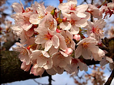 マクロな桜