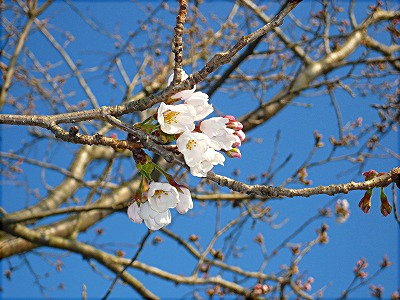 桜の一枝