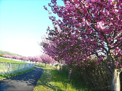 武庫川の八重桜