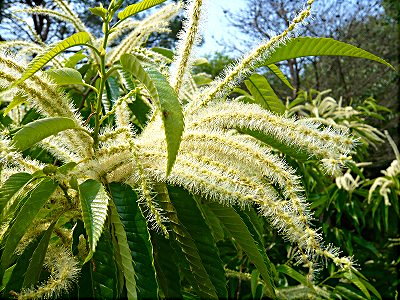 栗の花-2　拡大