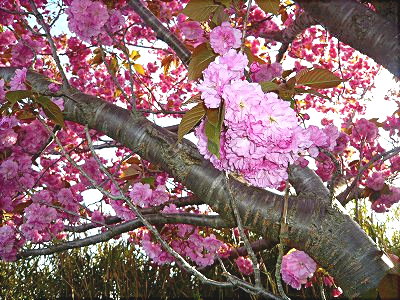 八重桜のマクロ