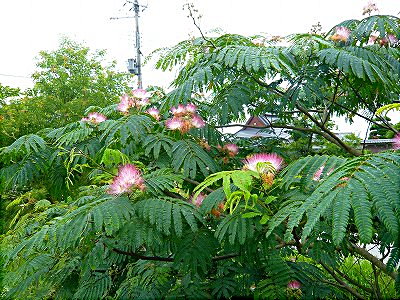 合歓の花