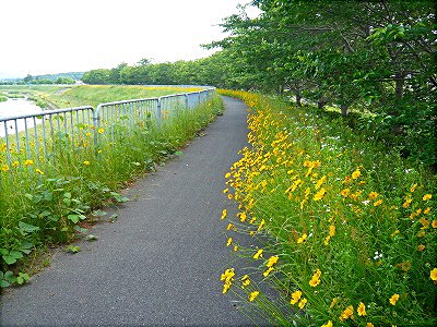 新三田の大金鶏菊