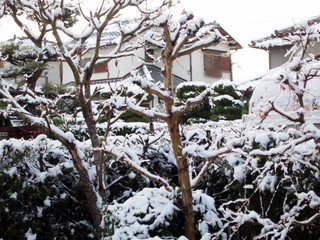 塀越しの雪