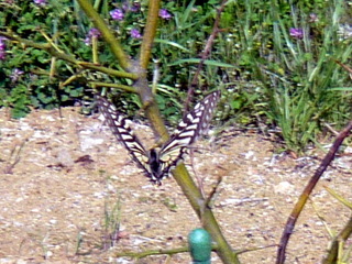 アゲハチョウ